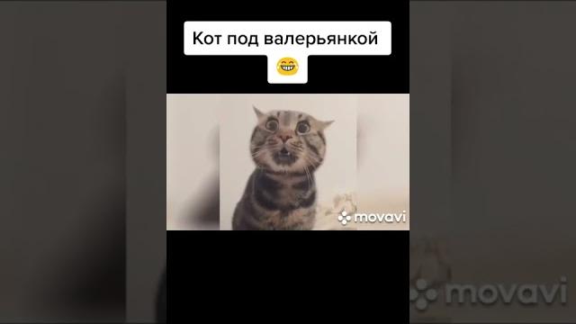 СМЕШНЫЕ КОШКИ 2022 / ЛУЧШИЕ ПРИКОЛЫ С КОТАМИ СМЕШНЫЕ КОШКИ 2022 / ЛУЧШИЕ ПРИКОЛЫ С КОТАМИ