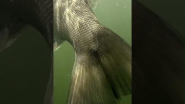 Deep Water Smallmouth Bass #shorts Deep Water Smallmouth Bass #shorts
