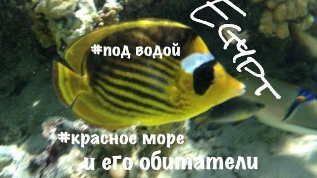 Жизнь под водой. Красное море. Шарм Эль Шейх Жизнь под водой. Красное море. Шарм Эль Шейх