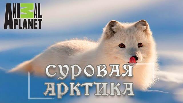 Суровая Арктика - Ледяная пустыня. Мир природы, дикие животные. #Документальный фильм. Animal Planet Суровая Арктика - Ледяная пустыня. Мир природы, дикие животные. #Документальный фильм. Animal Planet