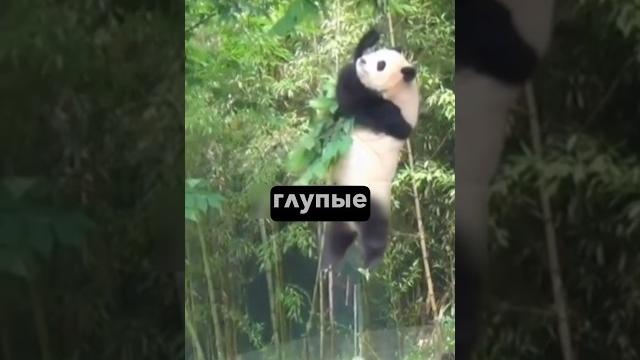 ️Панды делают все возможное чтобы не выжить #панда #панды #юмор ️Панды делают все возможное чтобы не выжить #панда #панды #юмор