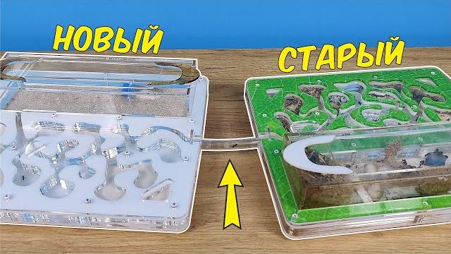 Переселение муравьев в новый формикарий! Что-то пошло не так... Переселение муравьев в новый формикарий! Что-то пошло не так...