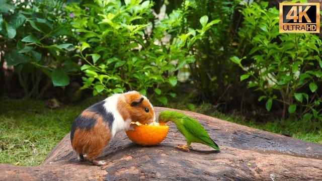 (No Ad Interruptions) Cat TV for Cats to Watch Cute Little Birds with Squirrel-mania️10 Hrs 4K HDR (No Ad Interruptions) Cat TV for Cats to Watch Cute Little Birds with Squirrel-mania️10 Hrs 4K HDR