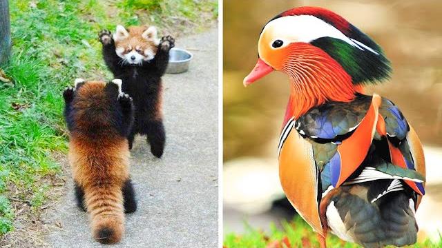 5 Самых милых и красивых животных в мире 5 Самых милых и красивых животных в мире