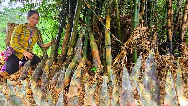 How To Harvesting Large Quantity of Bamboo Shoots thorny - Processing Pickling and Selling How To Harvesting Large Quantity of Bamboo Shoots thorny - Processing Pickling and Selling