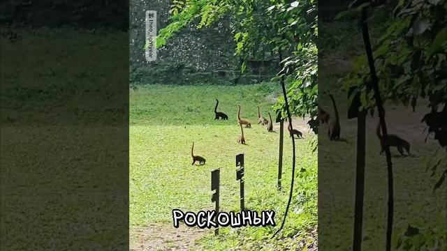 «Динозавры» в Гватемале @squaleTheo_buzz «Динозавры» в Гватемале @squaleTheo_buzz