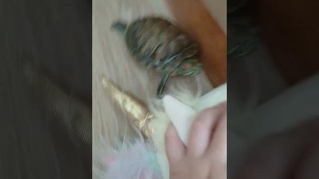 Видео про Ёлочку🪸️ Видео про Ёлочку🪸️