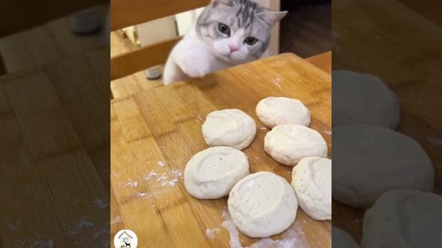 LOL Latest Funny Cats Clips Cute Cats Shorts Videos Compilations -EPS1203 #funnycats LOL Latest Funny Cats Clips Cute Cats Shorts Videos Compilations -EPS1203 #funnycats