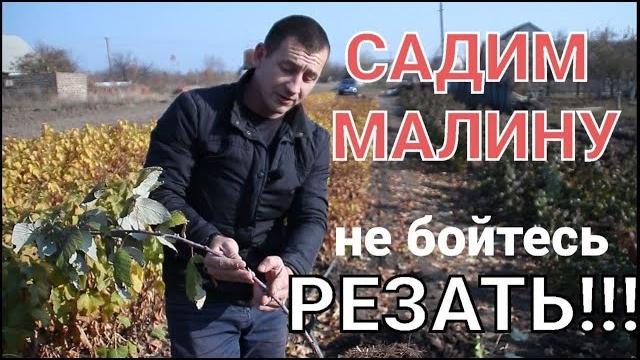 Посадка малины НЕ УСЛОЖНЯЙТЕ!!! Все намного проще Посадка малины НЕ УСЛОЖНЯЙТЕ!!! Все намного проще