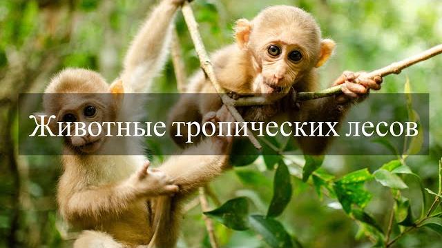 Животные | Джунгли | Развивающее видео для детей Животные | Джунгли | Развивающее видео для детей