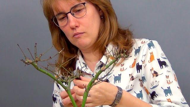 Не самые подходящие виды клена для бонсай (ч.8). Не самые подходящие виды клена для бонсай (ч.8).