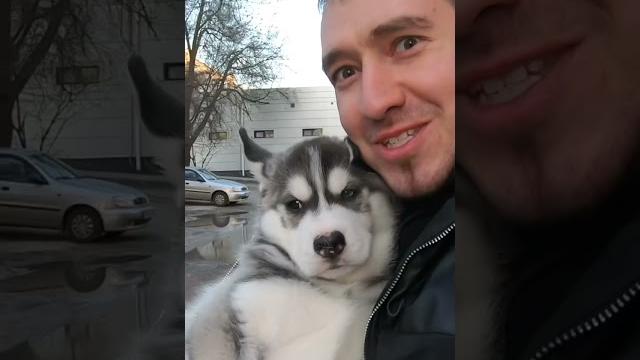УРА! Новый Щенок ХАСКИ! УРА! Новый Щенок ХАСКИ!