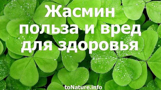 Жасмин польза и вред для здоровья Жасмин польза и вред для здоровья