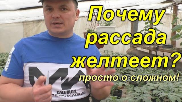 Без этого рассада будет жёлтой! Как понять, почему листья на рассаде пожелтели (простой способ) Без этого рассада будет жёлтой! Как понять, почему листья на рассаде пожелтели (простой способ)