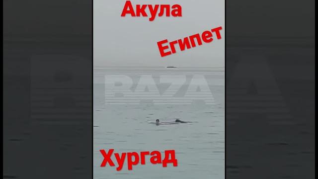 Акула съела россиянина, хургад,Египет Акула съела россиянина, хургад,Египет