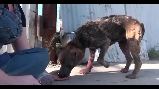 Грустные видео про животных( Грустные видео про животных(