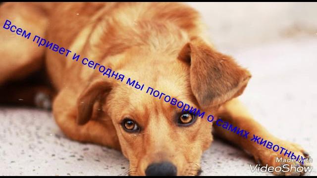 Грустное видео про животных Грустное видео про животных