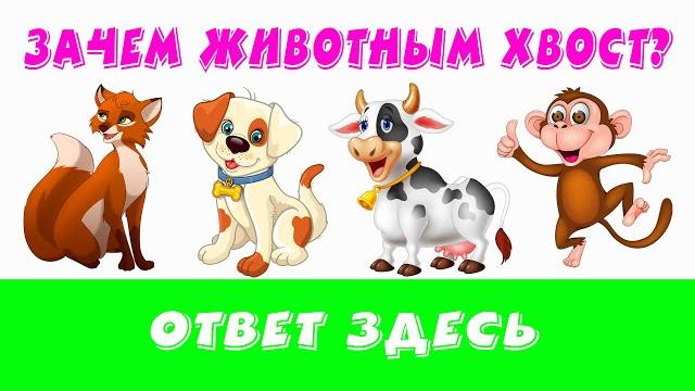 Зачем Животным ХВОСТ? Ответ ЗДЕСЬ Зачем Животным ХВОСТ? Ответ ЗДЕСЬ