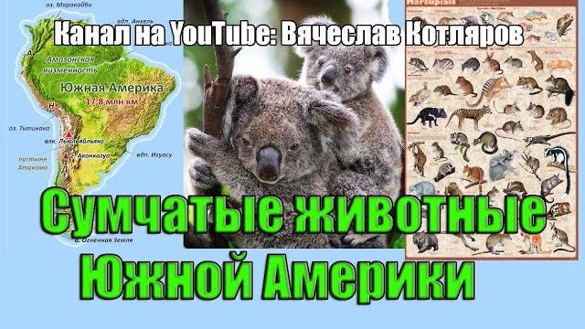 Сумчатые животные Южной Америки. (Л.Д.О. 253 ч.) Сумчатые животные Южной Америки. (Л.Д.О. 253 ч.)