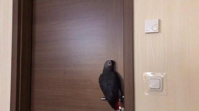 Попугай ругается матом Попугай ругается матом