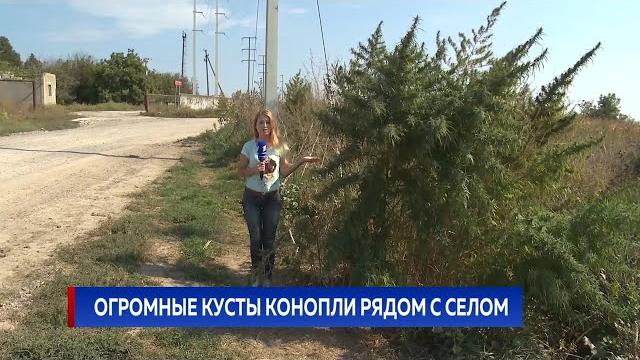 Огромные кусты конопли рядом с селом Огромные кусты конопли рядом с селом