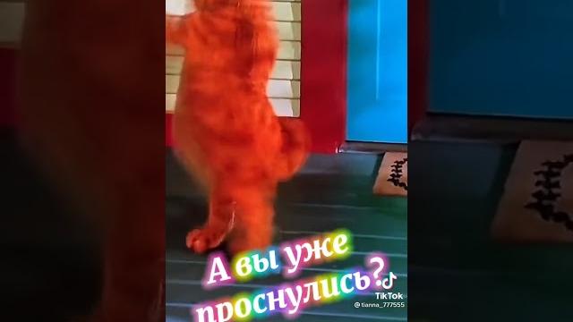 Кошки.доброе утро#приколы Кошки.доброе утро#приколы