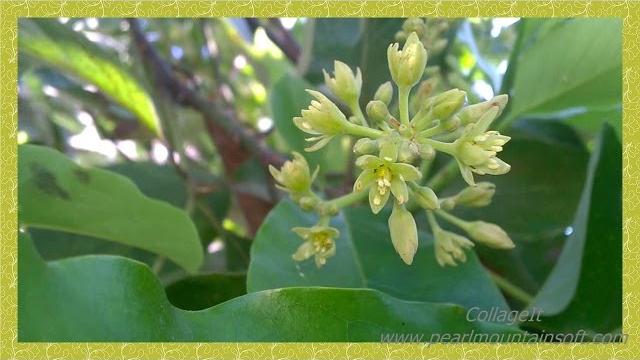 Авокадо из косточки 4 года! Как цветет Авокадо? Доминикана. Mi planta aguacate está floreciendo! Авокадо из косточки 4 года! Как цветет Авокадо? Доминикана. Mi planta aguacate está floreciendo!