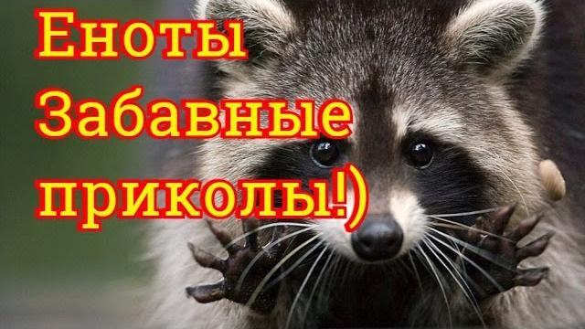 Еноты забавные приколы до слёз Еноты забавные приколы до слёз