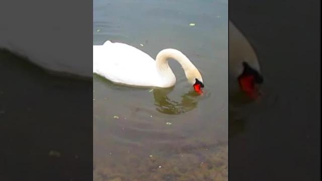 Белый Лебедь на пруду Белый Лебедь на пруду