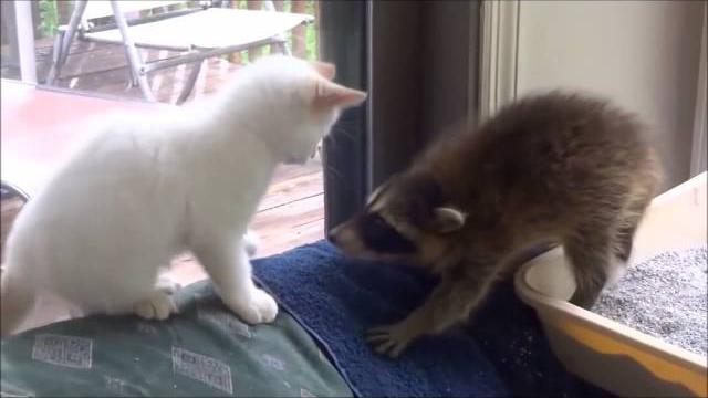 Милые Еноты и Кошки! Забавная Видео Подборка Милые Еноты и Кошки! Забавная Видео Подборка