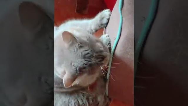 Воспитание кота Гаврика Воспитание кота Гаврика