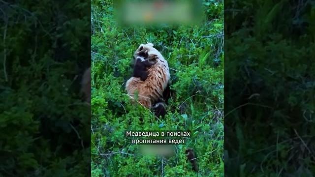 Трогательное видео из кыргызского леса Трогательное видео из кыргызского леса