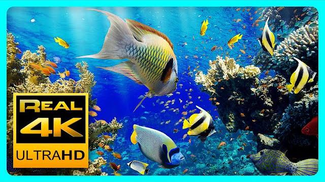 лучший расслабляющий аквариум в 4K UHD Anti-Stress Music, Relax and Meditation. лучший расслабляющий аквариум в 4K UHD Anti-Stress Music, Relax and Meditation.