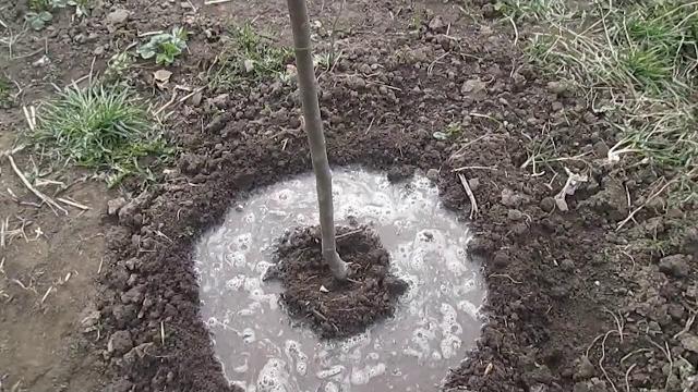 Подкормка яблонь весной Подкормка яблонь весной