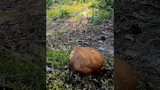 Грибник потерял ДАР РЕЧИ когда нашёл ЭТО! Белые грибы боровики #лес #грибы #mushroom #forest Грибник потерял ДАР РЕЧИ когда нашёл ЭТО! Белые грибы боровики #лес #грибы #mushroom #forest