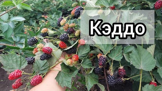 Ежевика Кэддо Ежевика Кэддо