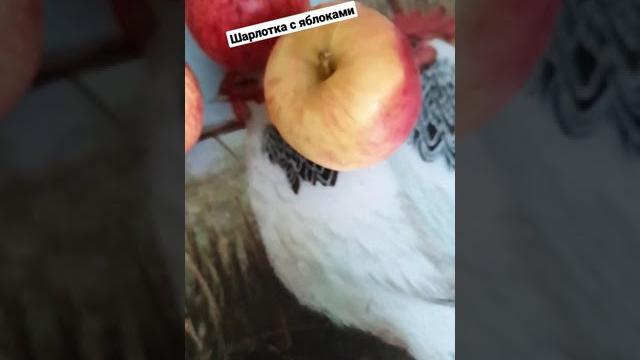 Быстрый пирог для гостей. Шарлотка. Быстрый пирог для гостей. Шарлотка.