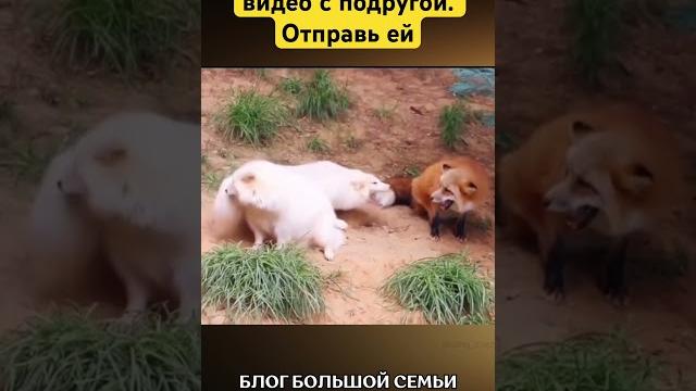 Ржут над бывшим#животные #подруга #подруги #девочки #прикол #приколы #смешно #смешное #смешные #мы Ржут над бывшим#животные #подруга #подруги #девочки #прикол #приколы #смешно #смешное #смешные #мы