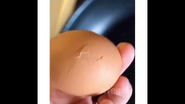 вылупление цыпленка из *магазинного яйца* вылупление цыпленка из *магазинного яйца*