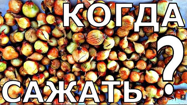 ПОЧЕМУ СЕВОК САЖАЮТ РАНО? Лук из севка. ПОЧЕМУ СЕВОК САЖАЮТ РАНО? Лук из севка.
