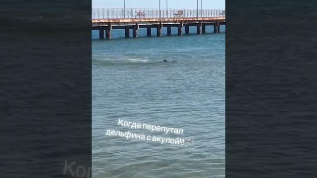 После трагедии в Хургаде,где акула убила парня ,отдыхающие на пляжах Анапы стали бояться дельфинов. После трагедии в Хургаде,где акула убила парня ,отдыхающие на пляжах Анапы стали бояться дельфинов.