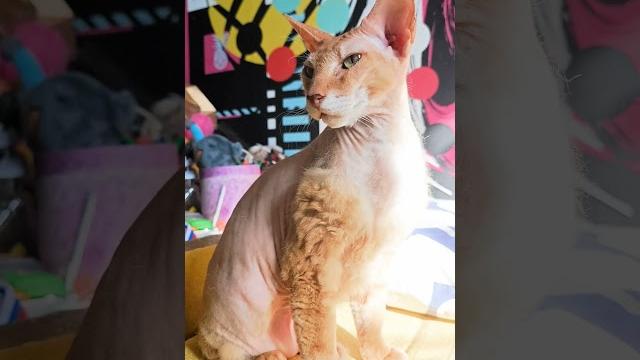 Питерболд. Сфинкс+Ориентал. #смешныевидео #смешныекотики #милыекотики #котики #обросшийсфинкс Питерболд. Сфинкс+Ориентал. #смешныевидео #смешныекотики #милыекотики #котики #обросшийсфинкс