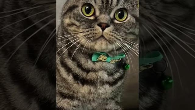 День Кошек! 1 марта. Красивые кошки. День Кошек! 1 марта. Красивые кошки.