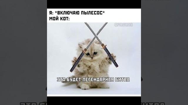 + (В ЭТОМ ВИДЕО НЕ ВСЕ КОТЫ С НОЖОМ) + (В ЭТОМ ВИДЕО НЕ ВСЕ КОТЫ С НОЖОМ)