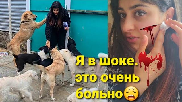 Меня ПОКУСАЛИ собаки Меня ПОКУСАЛИ собаки