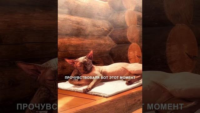 Как правильно париться в бане. Советы от 3х кратного чемпиона России по парению Антона Казельского Как правильно париться в бане. Советы от 3х кратного чемпиона России по парению Антона Казельского