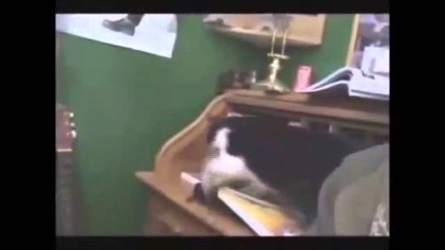 Очень Смешные кошки видео смотреть бесплатно Очень Смешные кошки видео смотреть бесплатно