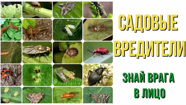 ОСНОВНЫЕ ВРЕДИТЕЛИ САДА И ОГОРОДА. Знай врага в лицо! ОСНОВНЫЕ ВРЕДИТЕЛИ САДА И ОГОРОДА. Знай врага в лицо!