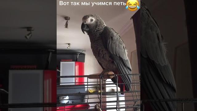 Самый смешной попугай Самый смешной попугай