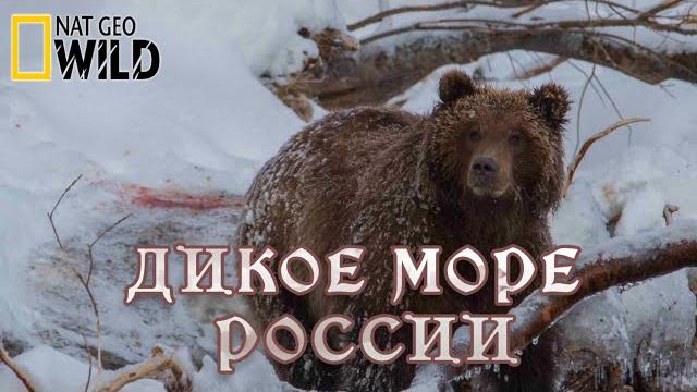 Дикое море России - Выживают сильнейшие. Дикая природа России. #Документальный National Geographic Дикое море России - Выживают сильнейшие. Дикая природа России. #Документальный National Geographic